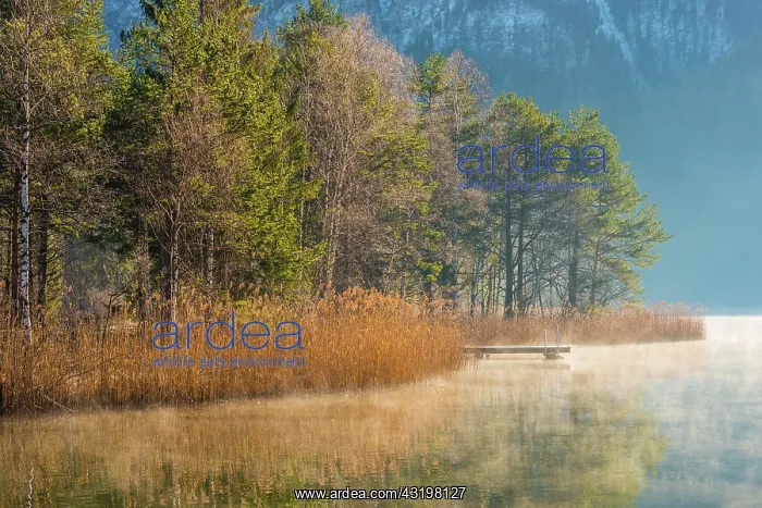: Sunrise at Schwansee, near Hohenschwangau, Romantic : Sunrise at Schwansee, near Hohenschwangau, Romantic