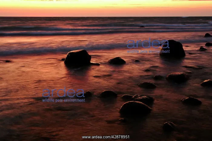 : Sunrise at sea - beach with boulders and approaching waves : Sunrise at sea - beach with boulders and approaching waves