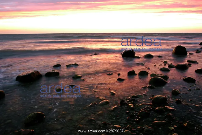 : Sunrise at sea - beach with boulders and approaching waves : Sunrise at sea - beach with boulders and approaching waves