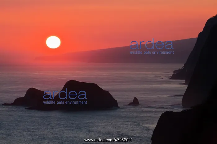 : Sunrise from Sea Cliffs at Pololu lookout : Sunrise from Sea Cliffs at Pololu lookout