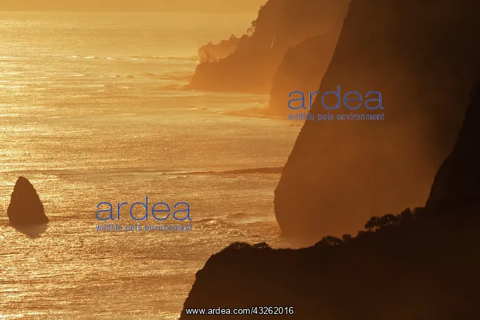 : Sunrise from Sea Cliffs at Pololu lookout : Sunrise from Sea Cliffs at Pololu lookout