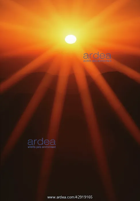 : SUNRISE - SHOWS RAYS : SUNRISE - SHOWS RAYS