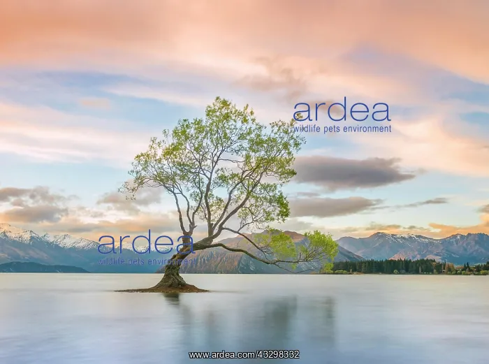 : Sunrise, single tree standing in water, Lake Wanaka : Sunrise, single tree standing in water, Lake Wanaka