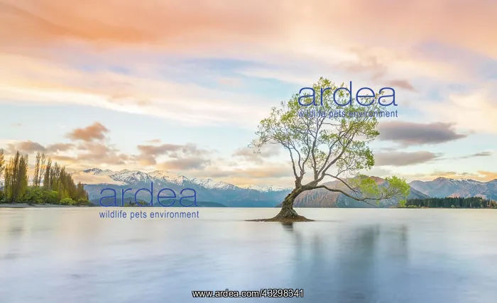 : Sunrise, single tree standing in water, Lake Wanaka : Sunrise, single tree standing in water, Lake Wanaka