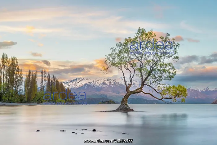 : Sunrise, single tree standing in water, Lake Wanaka : Sunrise, single tree standing in water, Lake Wanaka