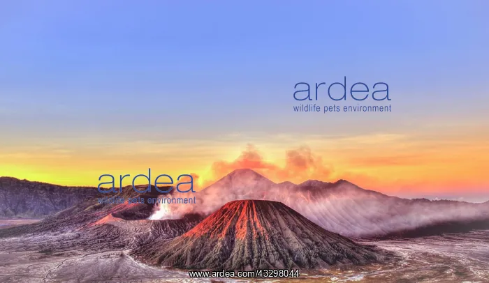 : Sunrise, smoking Mount Bromo, Mt. Batok at front : Sunrise, smoking Mount Bromo, Mt. Batok at front