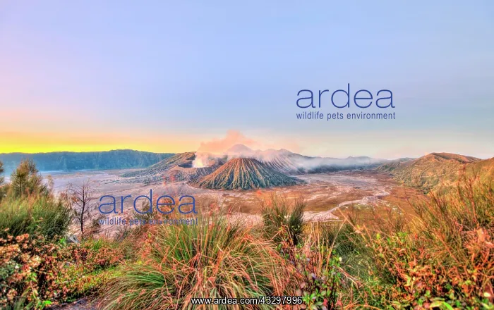 : Sunrise, smoking volcano Mount Bromo, Mt. Batok : Sunrise, smoking volcano Mount Bromo, Mt. Batok