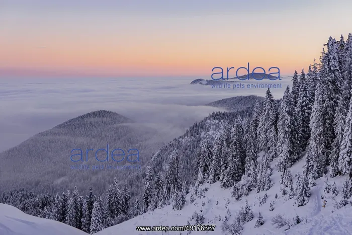 : Sunrise snow tour on the Tegelberg in the Allgau in Bavaria : Sunrise snow tour on the Tegelberg in the Allgau in Bavaria