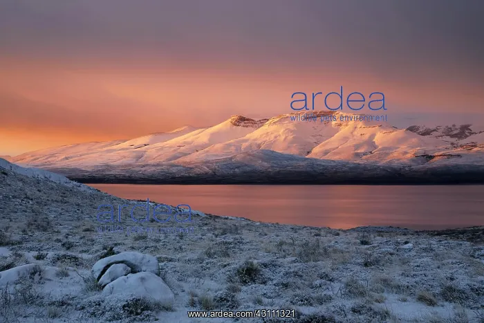 : Sunrise, snowy landscape at Lago Sarmiento, Torres : Sunrise, snowy landscape at Lago Sarmiento, Torres