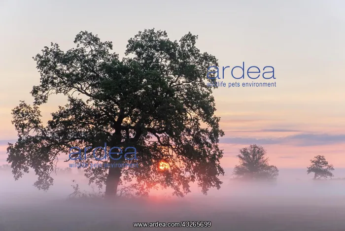 : Sunrise, Solitaire Oak, English oak (Quercus robur) : Sunrise, Solitaire Oak, English oak (Quercus robur)