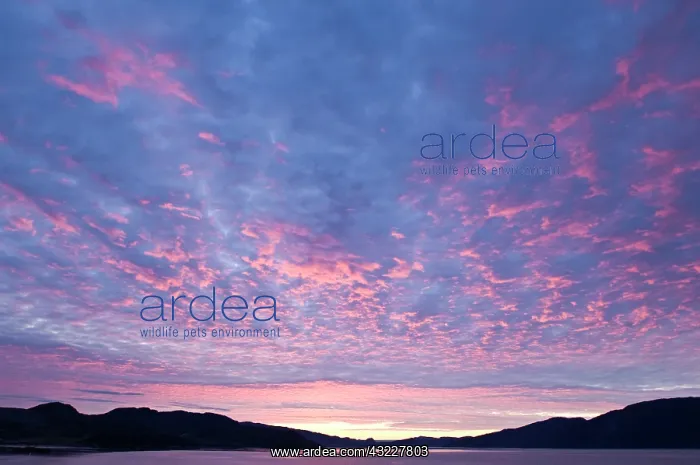: Sunrise, Sondrestrom Fjord, West Coast of : Sunrise, Sondrestrom Fjord, West Coast of