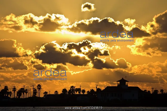 : Sunrise at South Padre Island, Texas coast : Sunrise at South Padre Island, Texas coast