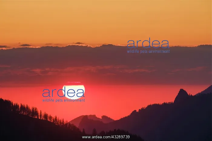 : Sunrise at Sudelfeld, near Bayrischzell, Mangfall : Sunrise at Sudelfeld, near Bayrischzell, Mangfall