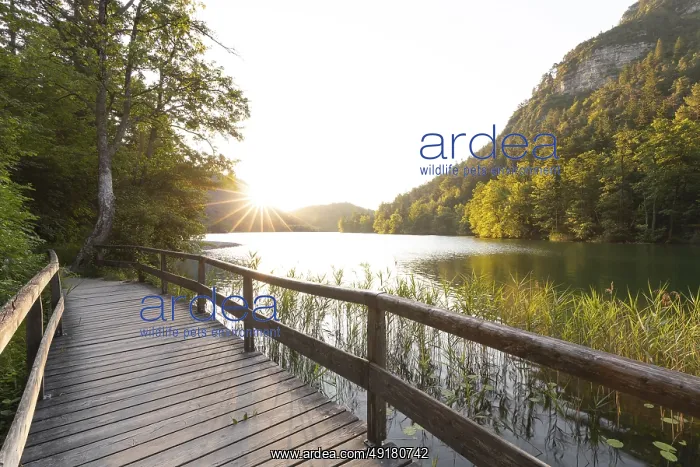 : Sunrise in summer at Lake Thumsee near Bad Reichenhall with a wooden footbridge and a sun star over the lake : Sunrise in summer at Lake Thumsee near Bad Reichenhall with a wooden footbridge and a sun star over the lake