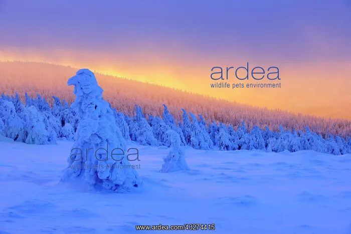 : Sunrise on the summit of the Brocken, deep snow-covered : Sunrise on the summit of the Brocken, deep snow-covered
