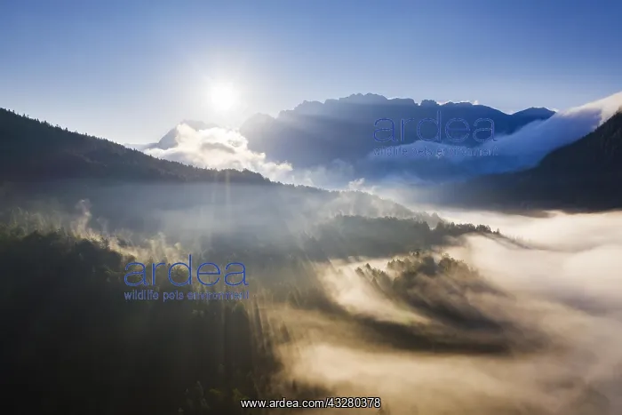 : Sunrise, sunbeams in fog over forest at Ferchensee : Sunrise, sunbeams in fog over forest at Ferchensee