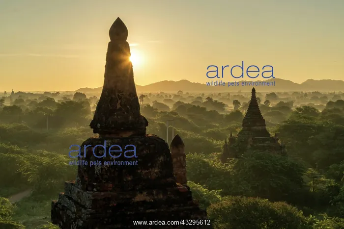 : Sunrise over the temples and pagodas in the plain : Sunrise over the temples and pagodas in the plain