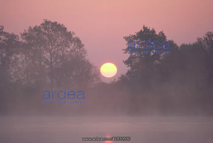 : Sunrise - through trees on edge of broad : Sunrise - through trees on edge of broad