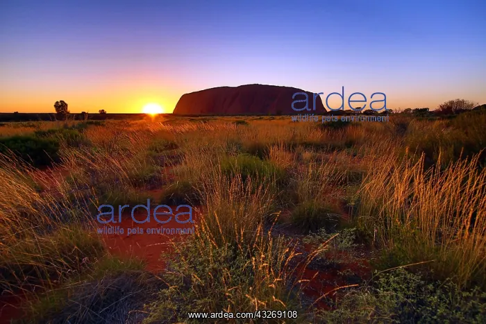 : Sunrise at Uluru, Ayers Rock, Uluru-Kata Tjuta National : Sunrise at Uluru, Ayers Rock, Uluru-Kata Tjuta National