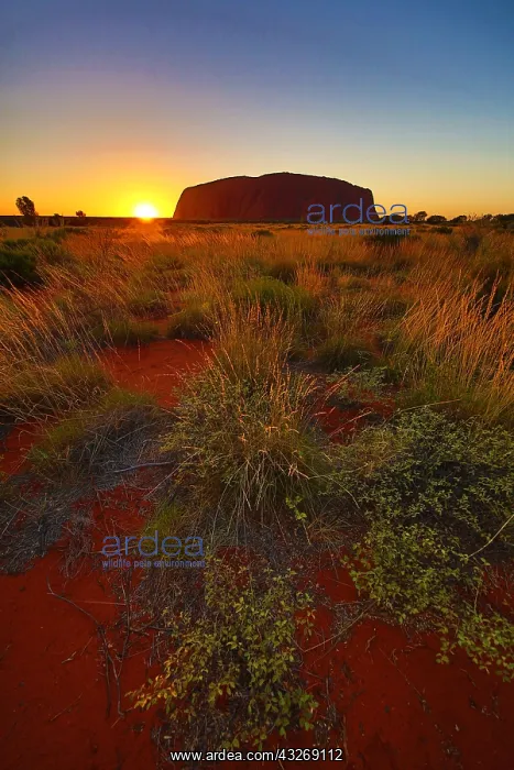 : Sunrise at Uluru, Ayers Rock, Uluru-Kata Tjuta National : Sunrise at Uluru, Ayers Rock, Uluru-Kata Tjuta National