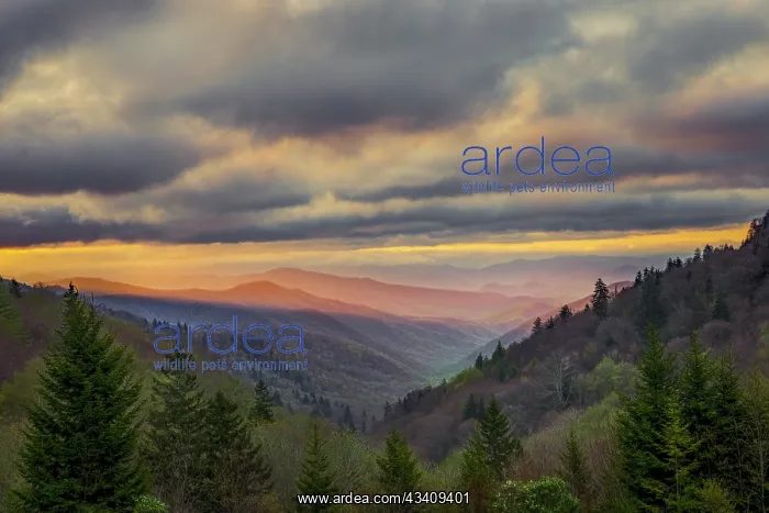 : Sunrise view of Oconaluftee Valley, Great Smoky : Sunrise view of Oconaluftee Valley, Great Smoky