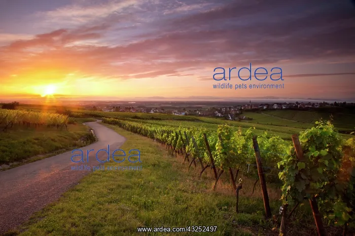 : Sunrise over vineyards surrounding Zellenberg : Sunrise over vineyards surrounding Zellenberg