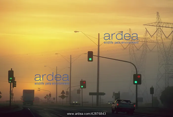  : Sunrise visible through air pollution Princes Highway