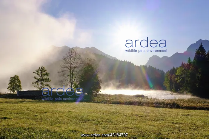 : Sunrise with wafts of mist at Lake Geroldsee, near : Sunrise with wafts of mist at Lake Geroldsee, near