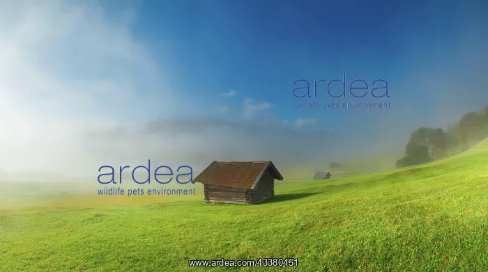 : Sunrise at Wagenbrachsee, fog, Geroldsee, Gerold : Sunrise at Wagenbrachsee, fog, Geroldsee, Gerold