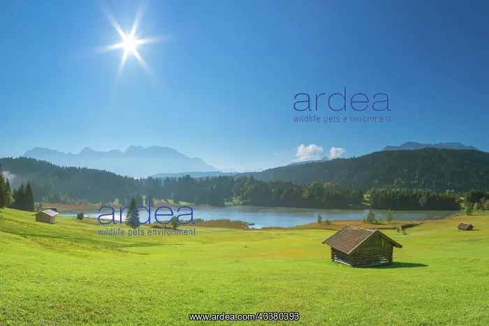 : Sunrise at Wagenbrachsee, Geroldsee, Gerold, Klais : Sunrise at Wagenbrachsee, Geroldsee, Gerold, Klais