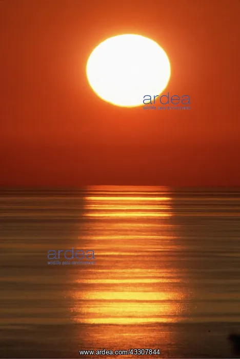 : SUNRISE - over water : SUNRISE - over water