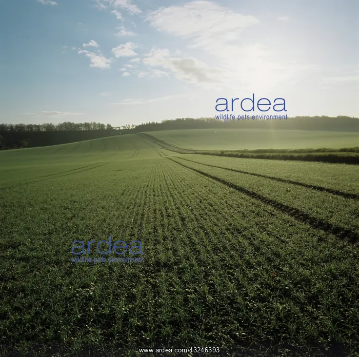 : Sunrise over wheat crop : Sunrise over wheat crop