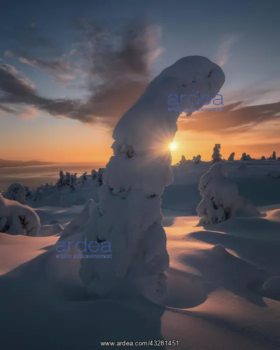  : Sunrise in winter wonderland. Mount Kandalaksha