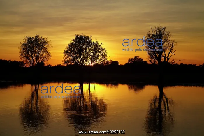 : Sunrise, Yellow Water Billabong, Kakadu : Sunrise, Yellow Water Billabong, Kakadu