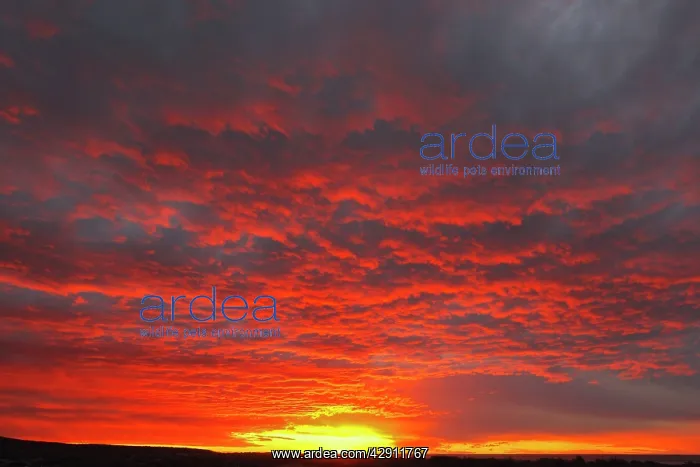  : Sunset. Valdes peninsula - Argentina