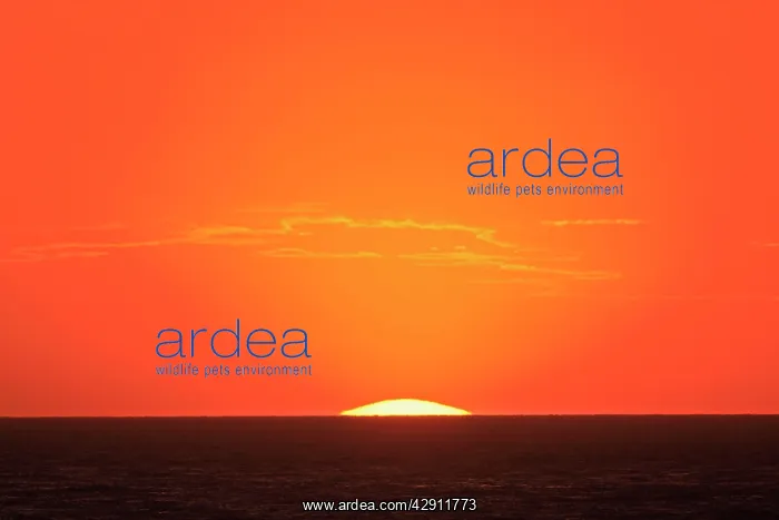  : Sunset. Valdes peninsula - Argentina