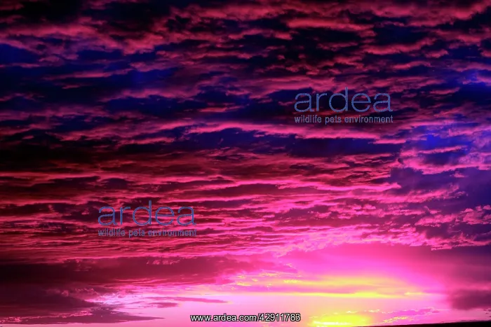  : Sunset. Valdes peninsula - Argentina