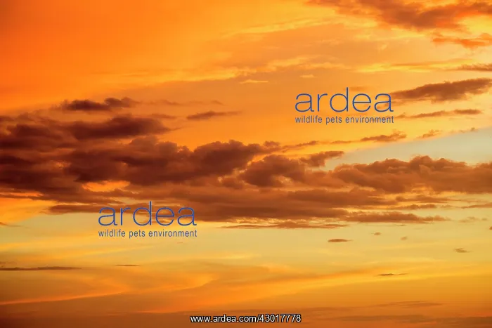 : Sunset Kota Kinabalu, Sabah, Malaysia, Borneo, Asia : Sunset Kota Kinabalu, Sabah, Malaysia, Borneo, Asia