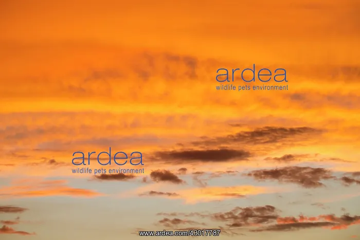 : Sunset Kota Kinabalu, Sabah, Malaysia, Borneo, Asia : Sunset Kota Kinabalu, Sabah, Malaysia, Borneo, Asia