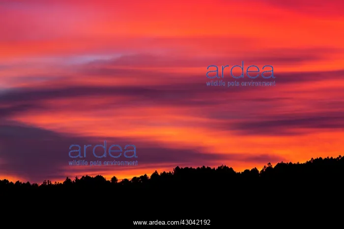 : Sunset : Sunset