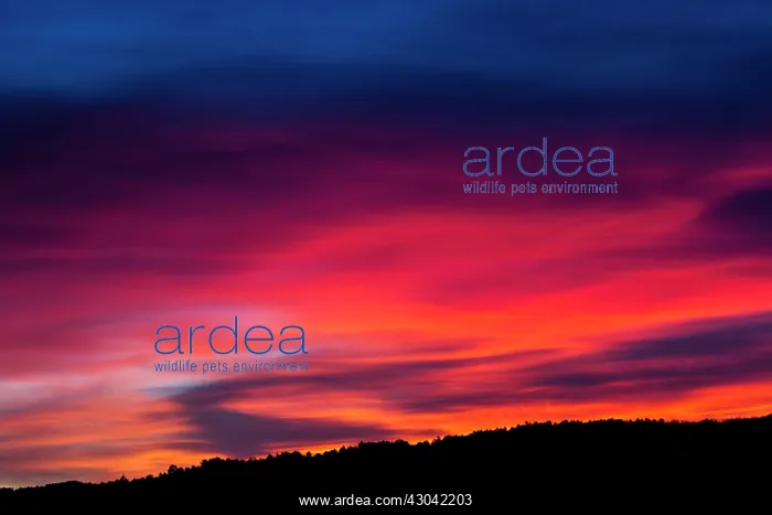 : Sunset : Sunset