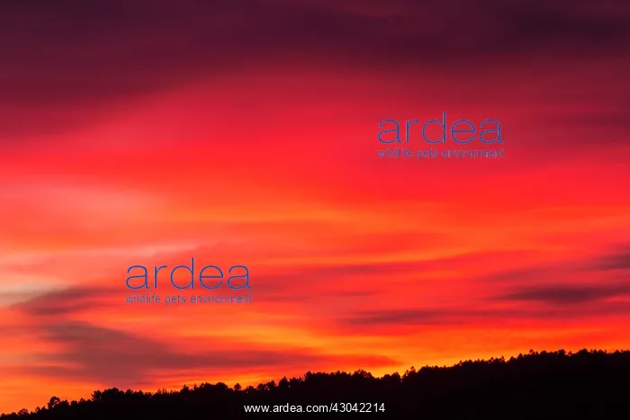 : Sunset : Sunset