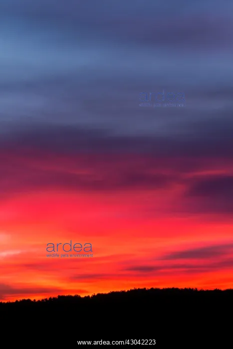 : Sunset : Sunset