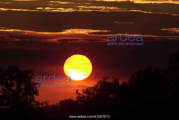 : Sunset : Sunset