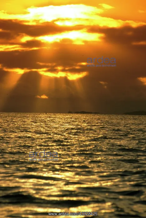 : Sunset : Sunset
