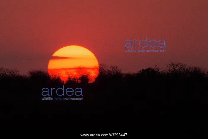 : Sunset sometimes in Africa reserve evotional moments : Sunset sometimes in Africa reserve evotional moments