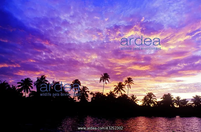 : Sunset on Ambergris Caye. Belize. Central : Sunset on Ambergris Caye. Belize. Central