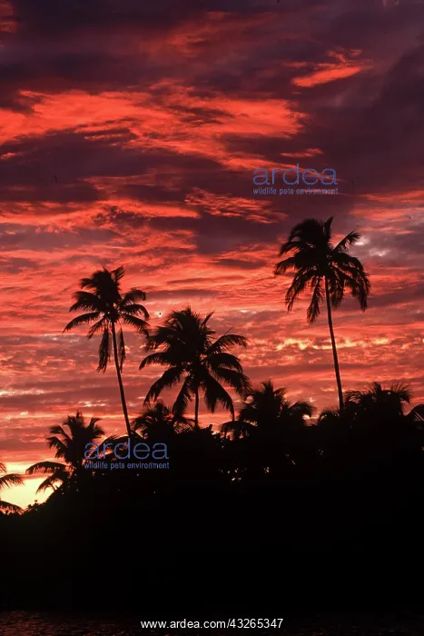 : Sunset on Ambergris Caye, Belize, Central : Sunset on Ambergris Caye, Belize, Central