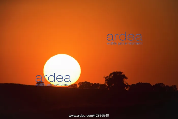 : Sunset - with atmosheric haze caused by dust Castro : Sunset - with atmosheric haze caused by dust Castro