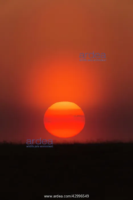 : Sunset - with atmosheric haze caused by dust Castro : Sunset - with atmosheric haze caused by dust Castro
